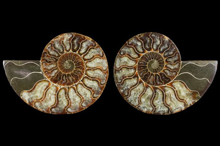 Agatized Ammonite Fossil - Madagascar #111477